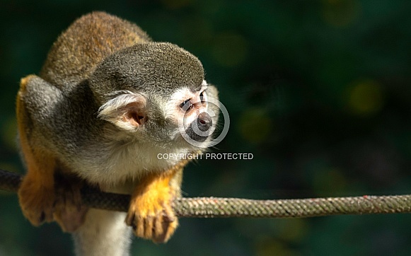 Squirrel Monkey On Branch
