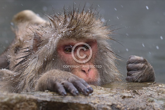 Snow monkey in hot spring