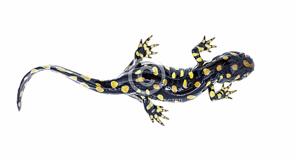 Wild male Eastern tiger salamander - Ambystoma tigrinum tigrinum - black and bright lemon yellow spots blotches with head up.  North central Florida version.  Isolated on white background top view