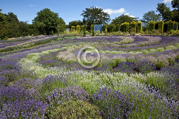 Yorkshire Lavender in a garden