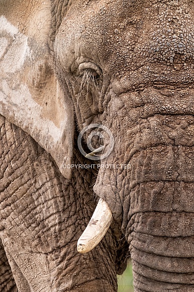 African Elephant Close Up Textured Skin