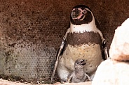 Humboldt Penguin Parent and Chick