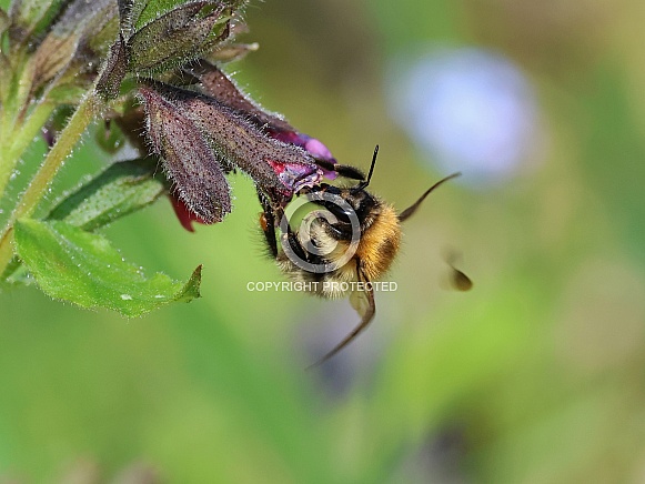 Common Carder Bee