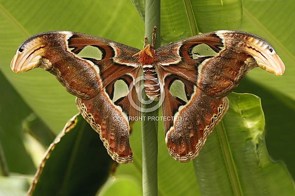 The atlas moth