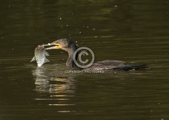 Cormorant Catching Fish