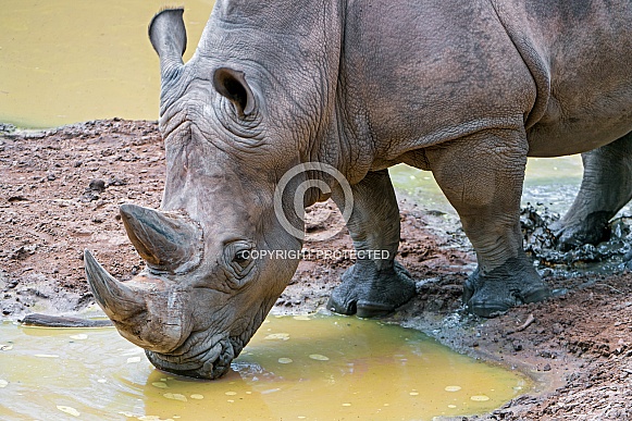 Rhinoceros Drinking