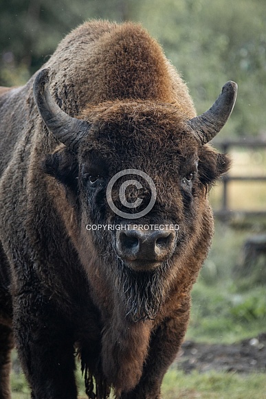 Bison Portrait in Colour