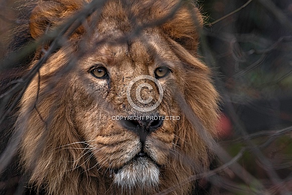 Asiatic Lion Hiding Behind Twigs