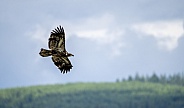 Young bald eagle flying through a scenic landscape