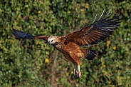 Black-collared Hawk Flying