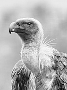 Portrait of griffon vulture