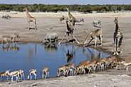 African wildlife at a busy waterhole - Namibia