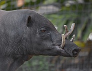 Adult male North Sulawesi babirusa - celebensis - is a pig-like animal native to Sulawesi and some nearby islands
