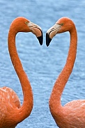 Caribbean Flamingos (Phoenicopterus ruber)