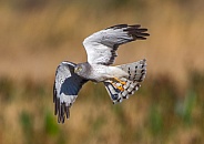 male northern harrier - Circus hudsonius - marsh hawk, grey or gray ghost