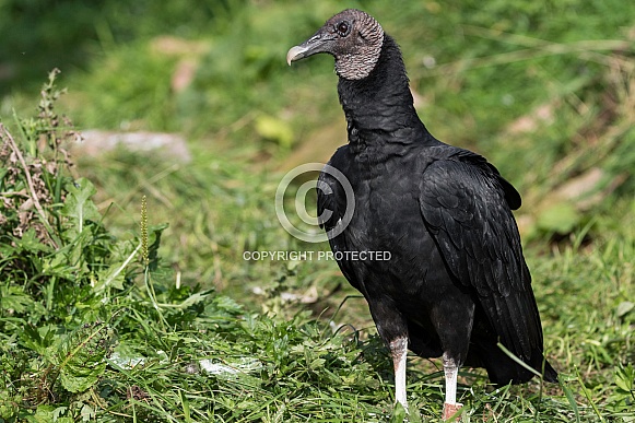 Black Vulture Standing In Grass