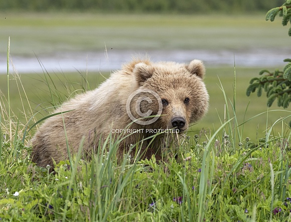 Alaskan brown bear in the tall grass looking around