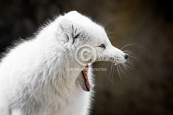 Arctic Fox-Little Fox Big Mouth