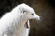 Arctic Fox-Little Fox Big Mouth
