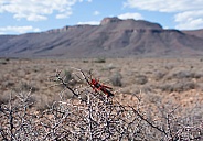 Common Milkweed Locust