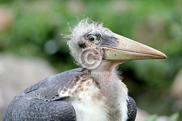 Marabou stork (Leptoptilos crumenifer)