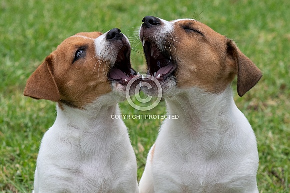 Two Jack Russell Terrier puppies.