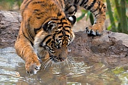 Sumatran Tiger - 1 Year Old Cub -Male