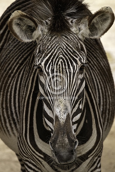 Grevy's Zebra Face Shot Portrait