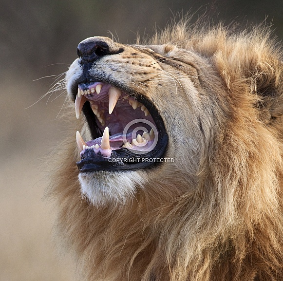 An adult male Lion (Panthera leo)