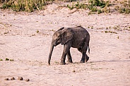 African Elephant Calf (wild)