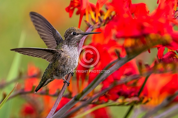 Hummingbird-Anna Takeoff