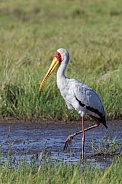 Yellow-billed Stork - Okavango Delta - Botswana