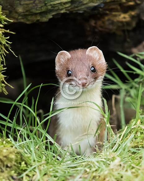 Stoat / Short-tailed Weasel