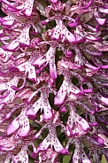 Lady x monkey orchid hybrid - flower close up