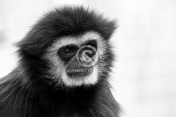 Lar Gibbon Close Up Head Shot Black and White