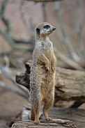 Meerkat Standing