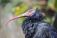 Northern bald ibis (Geronticus eremita)