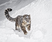 Snow Leopard-Big Cat On A Mission