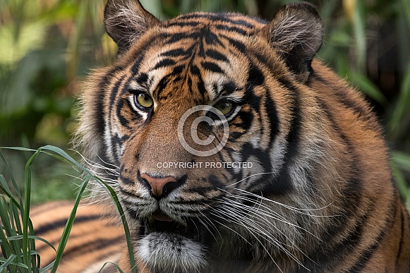 Sumatran Tiger Close Up