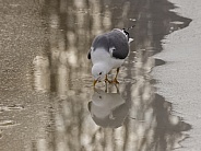 Common gull, mew gull, or sea mew Squawking