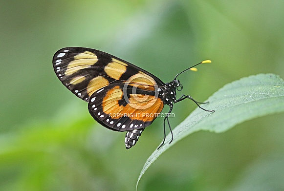Melantho Tigerwing
