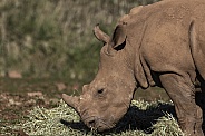 White Rhino Calf Side Profile