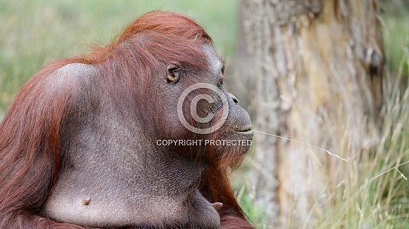Orangutan (PONGO PYGMAEUS)