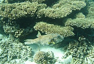 Stars & Stripes Pufferfish