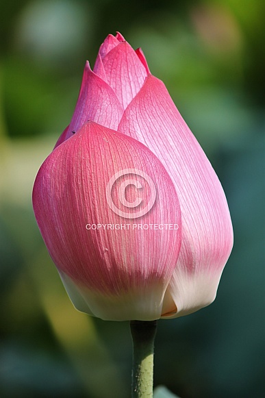 Pink Lotus Flower (Nelumbo nucifera)