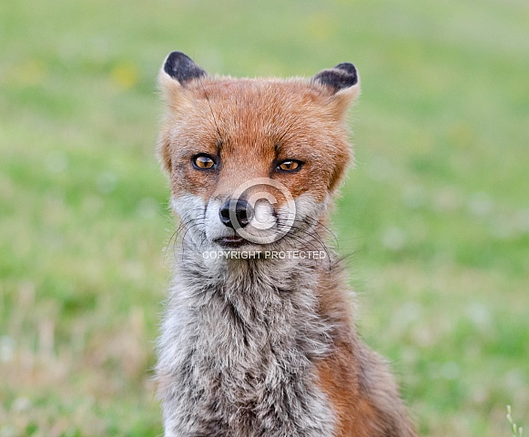 A Fox portrait