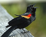 Male Red-winged Blackbird Singing