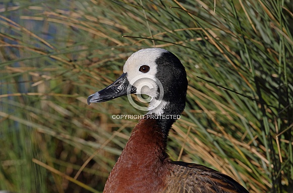 White faced tree Duck