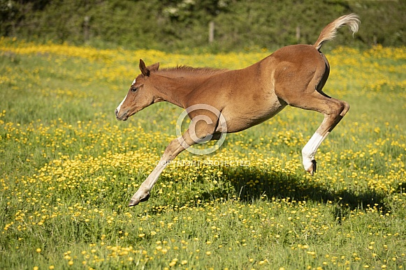 Chestnut Foal Playing