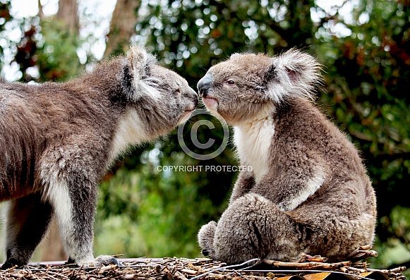 Koala Kiss